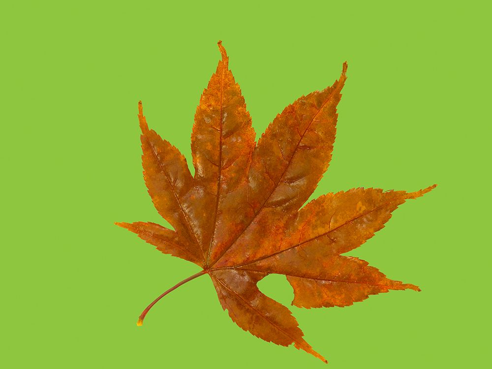 USA-Washington State Still-life of red Maple leaf on lime colored background